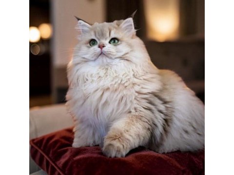 British longhair ay11