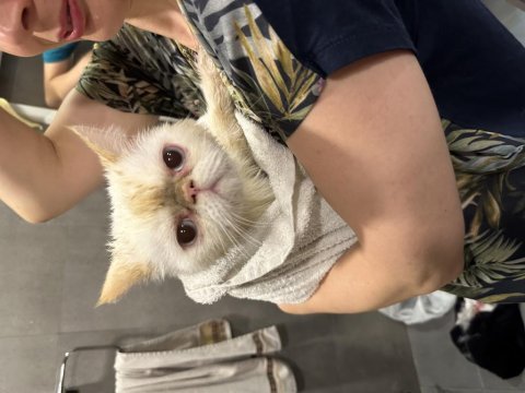 Üst düzey vasıflı iran kedisi aşırı uysal
