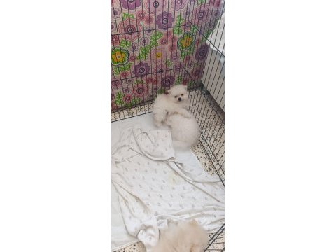 Pomeranian boo erkek ve dişi yavrularımız
