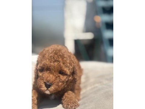 Red brown toy boy poodle kızımız
