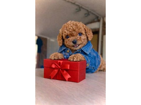 Mağazamızdan red brown toypoodle