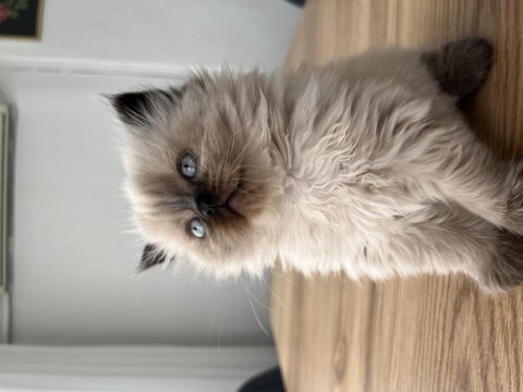 British longhair chocolate point dişi yavru
