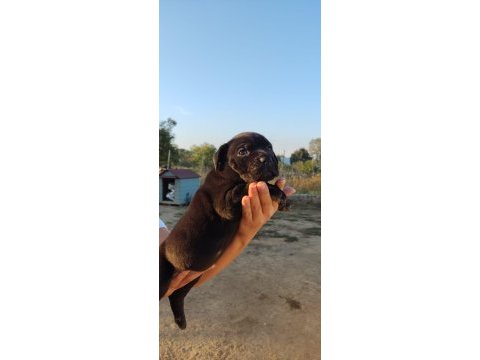 Dünya şampiyonu kan hattı cane corso