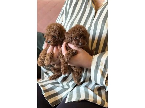 Toy poodle kore