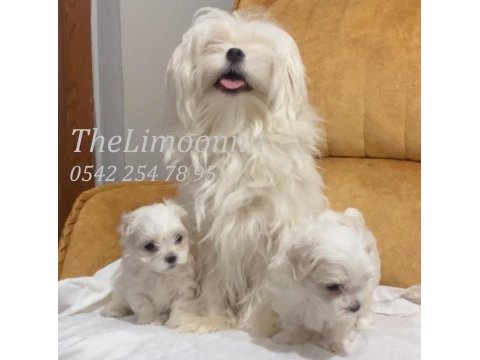 Veteriner hekim kontrolünde maltese terrier yavruları