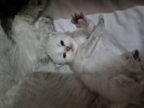 British shorthair longhair safkan yavrular
