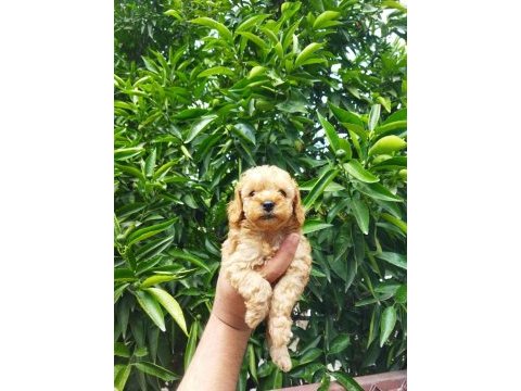 Toy poodle