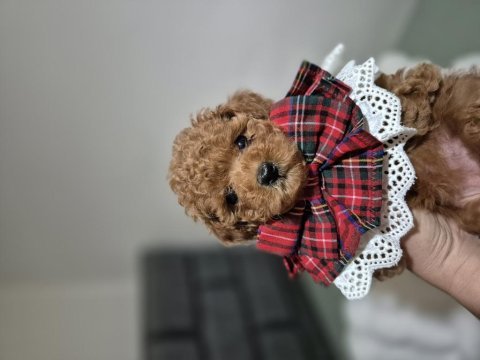 Teslime hazır kore red brown poodle yavru