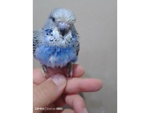 Jumbo muhabbet kuşu bebekler