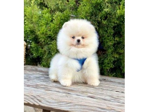 Safkan pomeranian boo bebekler