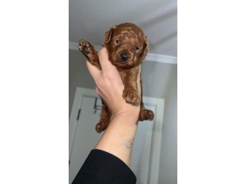 Red brown renk erkek dişi toy poodle bebekler