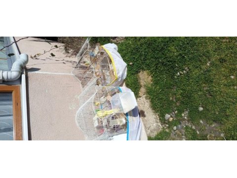 2 adet dişili erkekli çift sultan papağanı