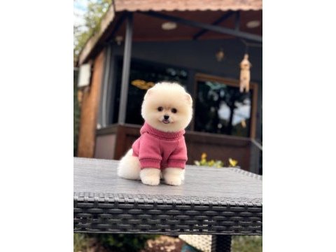 Sağlık ve ırk garantili pomeranian