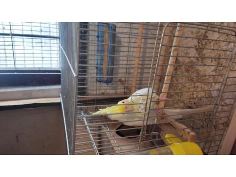 Kırmızı göz çift sultan papağanı