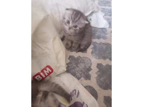 2 yavru 1 erkek 1 dişi scottish fold