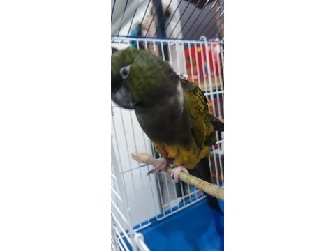 Patagonya konur papağanım