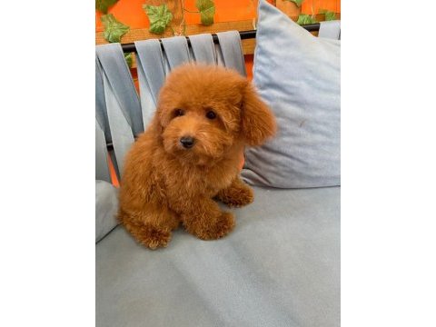 Red brown garantili toy poodle