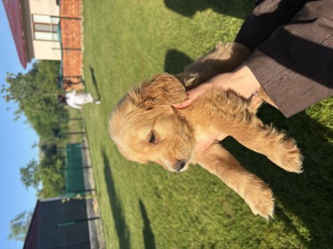 Golden retriever bebekler dişi erkek var