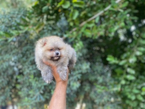 Pomeranian boo erkek