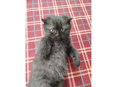 Scottish fold yavrumuz