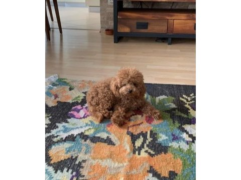 Ailelere uygun toy poodle yavrular