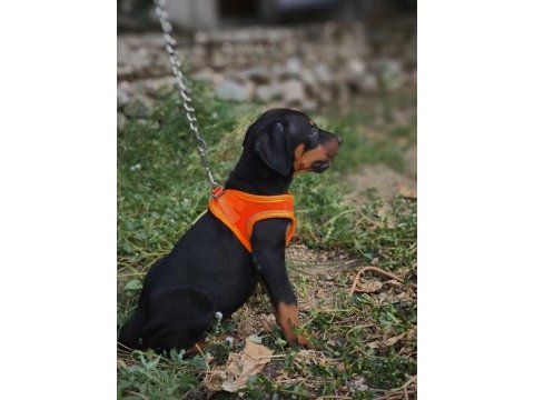 Europan type doberman yavrular