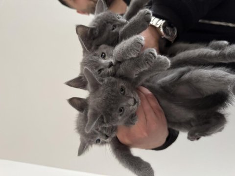 Uygun british shorthair yavrular