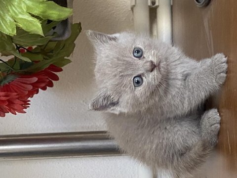 Bebeklerimiz yeni sahiplerini bekliyor