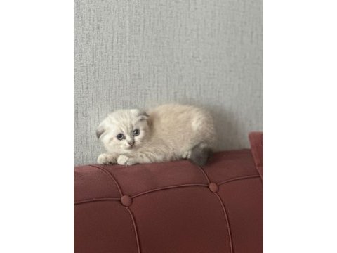 A+++ kalite british shorthair bebeğimiz