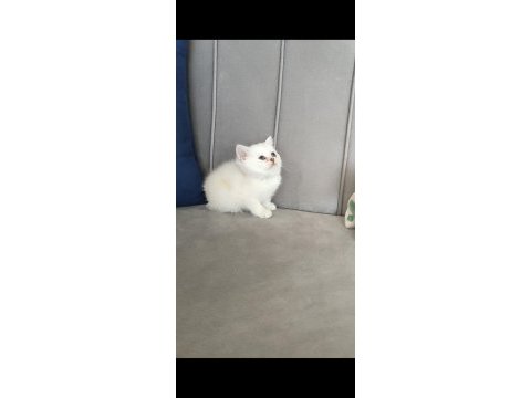 Maviş british shorthair prenses