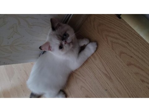 İran kedisi yavruları yeni yuvasına kavuşmayı bekliyor