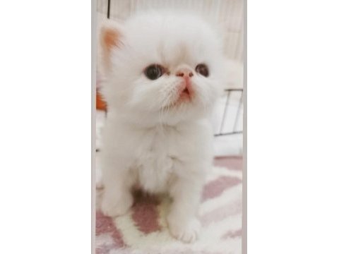Biz büyüdük anne babamızı arıyoruz exotic shorthair