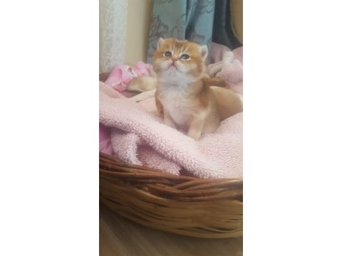 British shorthair erkek