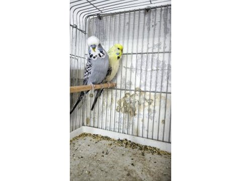 Muhabbet kuşu takım