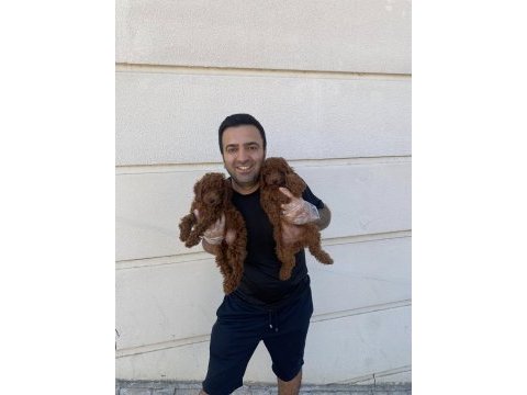 Ret brown toy poodle yavrular her ile gönderilir