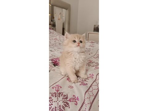 Çikolata golden safkan british longhair