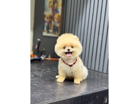 Sağlık ve ırk garantili pomeranian boo yavru