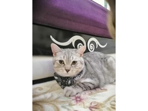 5 aylık british shorthair