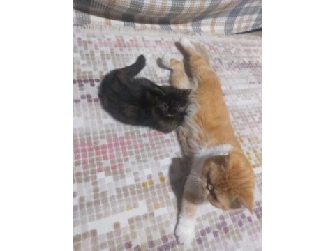 6 temmuz doğumlu exotic shorthair ve annesi