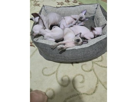 Masmavi gözleriyle sfenks yavrularımız