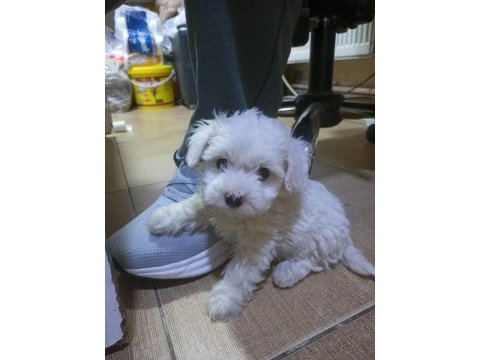 Orijinal maltese terrier yavrularımız