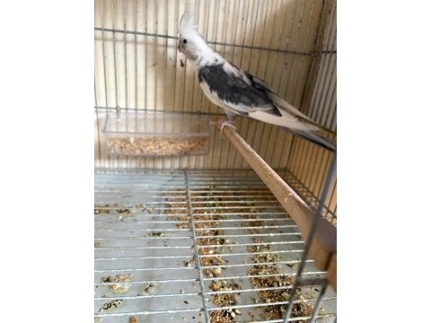 Yavrusu alınmış albino wf hazır takım sultanlar