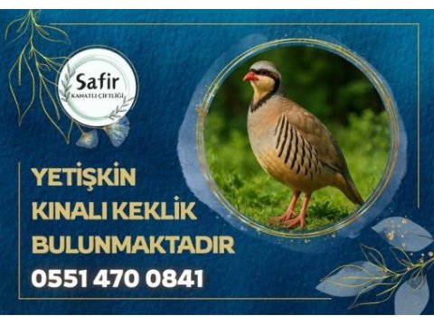 Yetişkin kınalı keklik