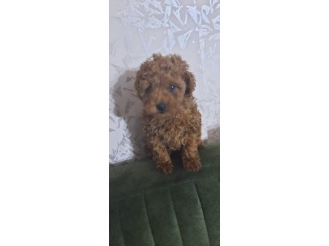 Bu poodle güzellik kaçmaz