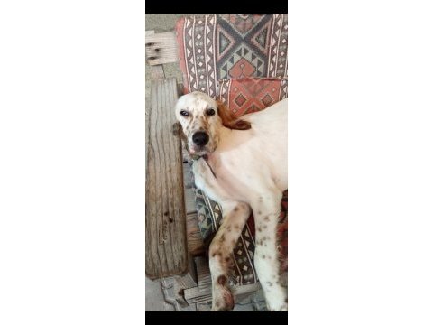 Beyaz sarı benekli kuşcu av köpeği 4 aylık