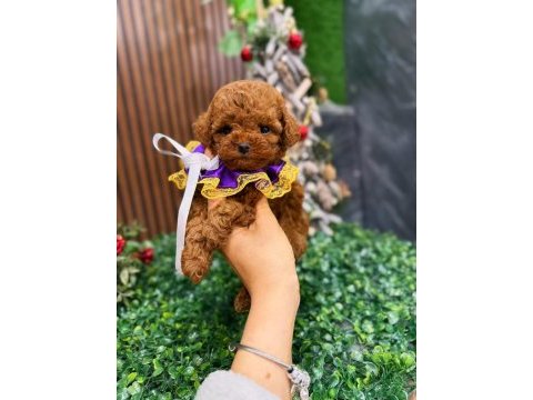 Sağlıklı eğitimli poodle yavrum