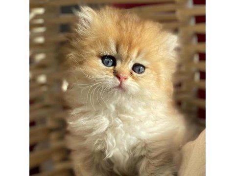 British longhair ny11-ny25