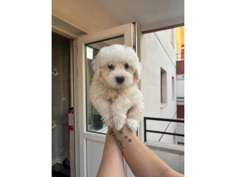 Terrier maltese