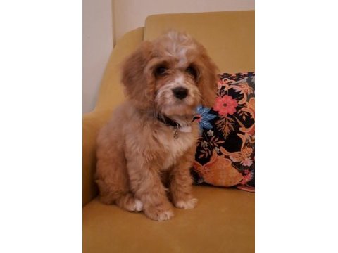 Sevimli maltipoo yavrusu yuva arıyor