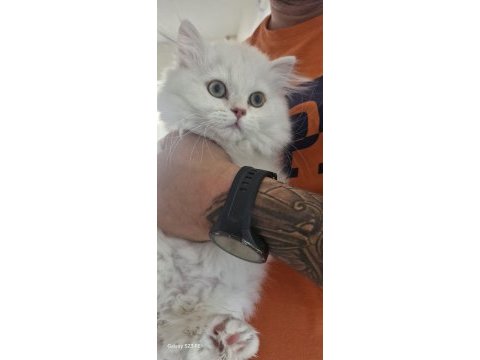 Pamuk gibi beyaz british longhair yavrumuz
